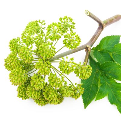 Angelica