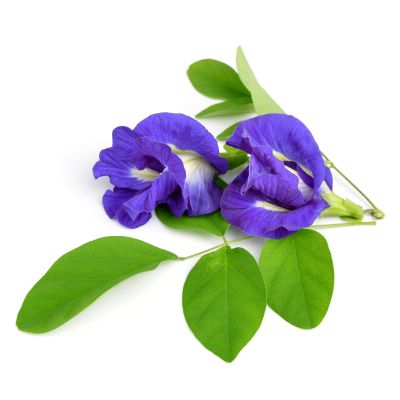 CEAI ALBASTRU Clitoria ternatea