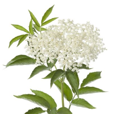 Soc negru - floare