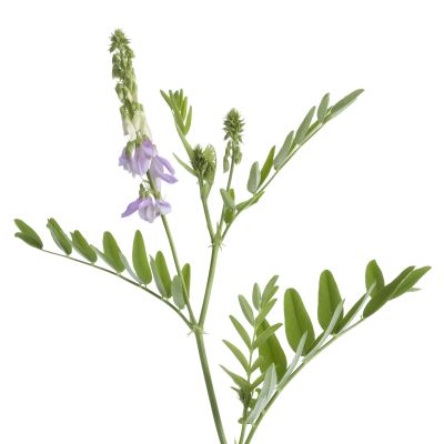 Ciumăreauă