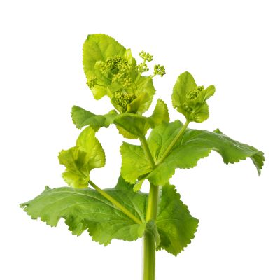 Crețișoară