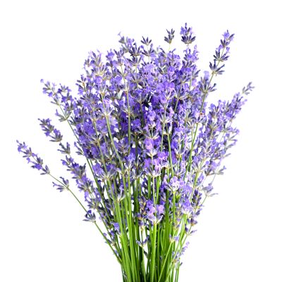 Floare de lavandă