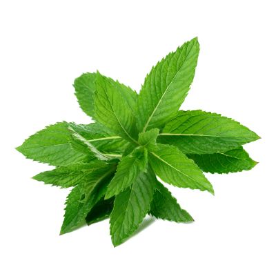 Mentă