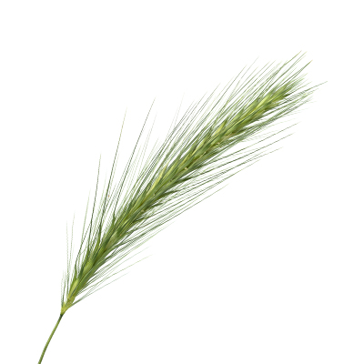 Orz verde