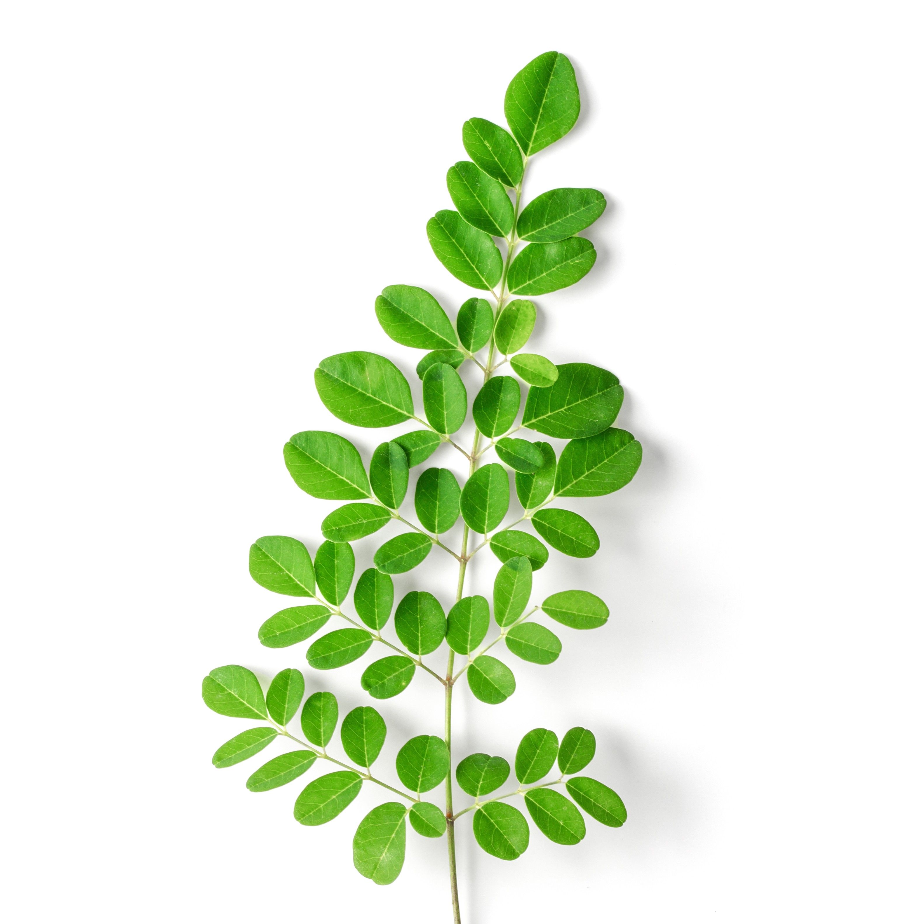 Moringa