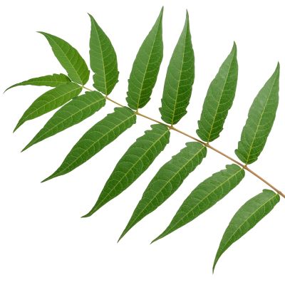 Neem