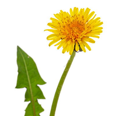 Păpădie