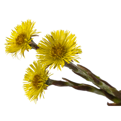 Podbalul medicinal
