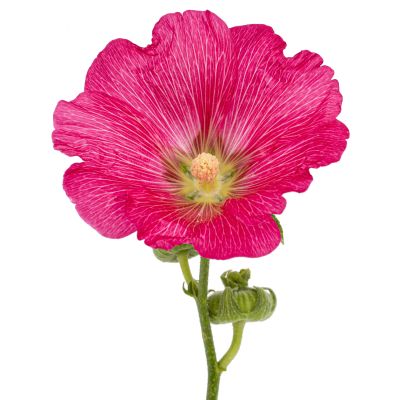 Floare de nalbă