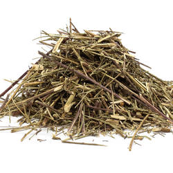 CANCHALAGUA - plantă