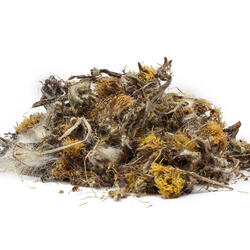 PODBAL (Tussilago farfara) - plantă